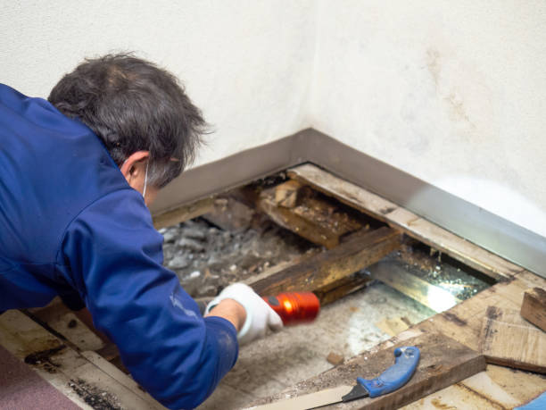 Best DIY Mold Remediation Support Services in Mathews, LA