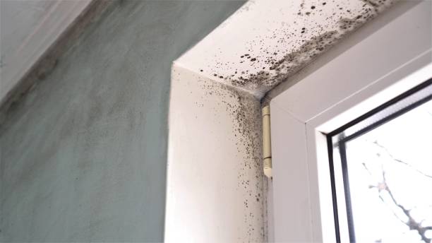 Best Attic Mold Remediation in Mathews, LA
