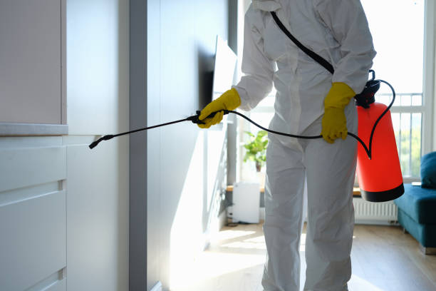 Best Black Mold Remediation in Mathews, LA