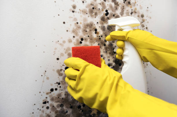 Reliable Mathews, LA Mold Remediation Solutions