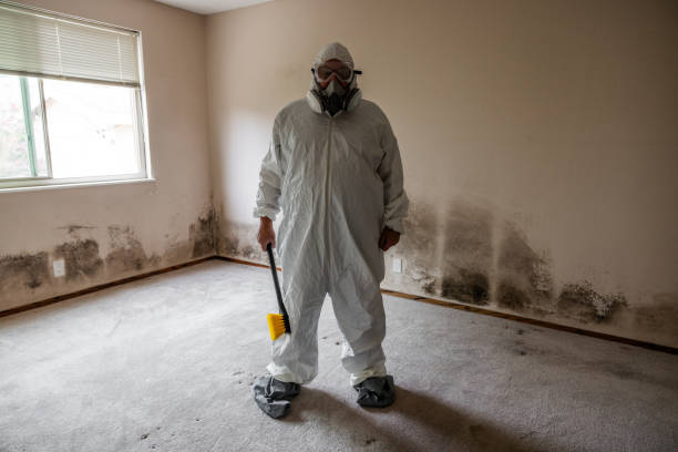 Best Post-Flood Mold Remediation in Mathews, LA