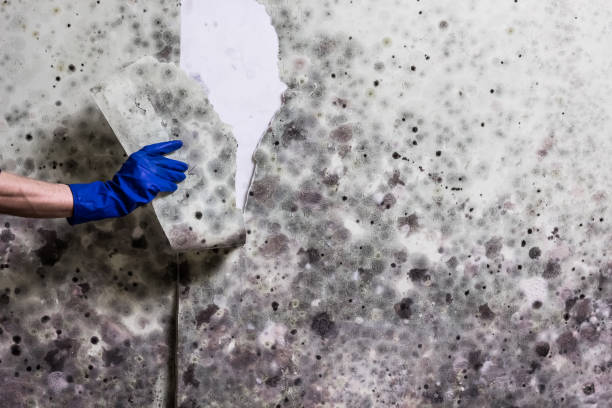 Best Residential Mold Remediation in Mathews, LA